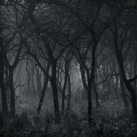 숲 사진, Dark Naturalism, Haunted Forest, Mystical Forest, Mysterious Places, Dark Places, Dark Photography, Dark Forest, Black Forest