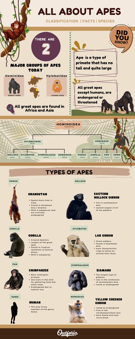 We humans have no closer cousin than the apes. And if you’ve ever wanted to delve into the world of apes, you’ve come to the right place. In this article, we’ll introduce you to the 26 different types of apes that walk on this planet. Time to boast that there's no monkeying around with your encyclopedic ape knowledge! Cross River Gorilla, Eastern Gorilla, Bornean Orangutan, Sumatran Orangutan, Types Of Monkeys, Monkey World, Mountain Gorilla, Cross River, Great Ape