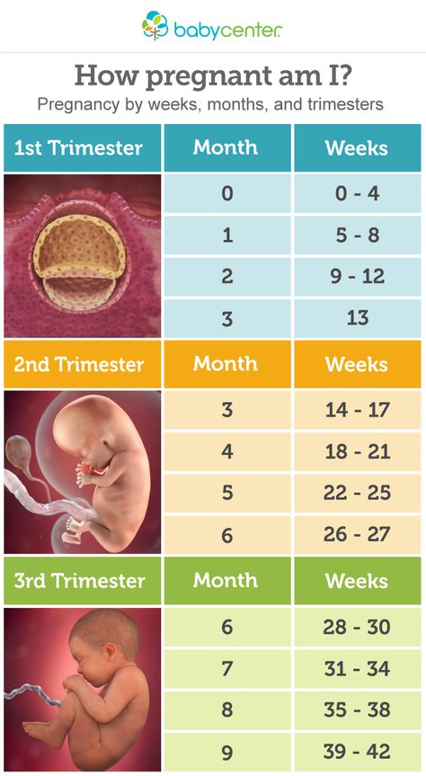 Really helpful chart on pregnancy by weeks, months and trimesters. Vom Avea Un Copil, Pregnancy Chart, 5 Weeks Pregnant, Pregnancy Info, 1st Trimester, Pregnancy Information, Baby Planning, Pregnancy Months, Trimesters Of Pregnancy