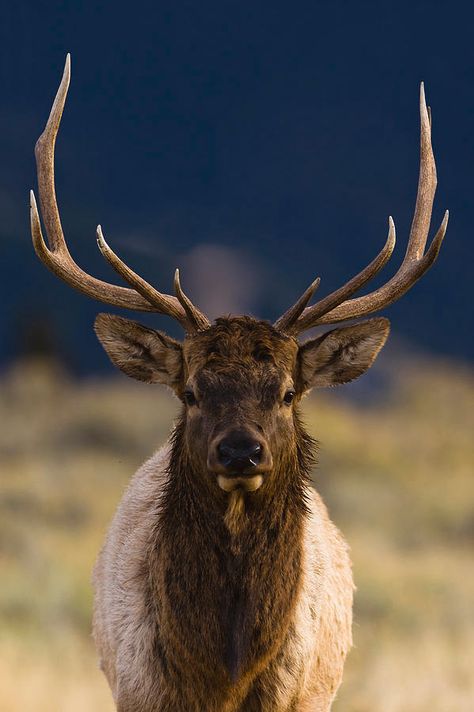 Bull Elk Photography, Bull Elk Drawing, Elk Painting, Elk Drawing, Elk Portrait, Roosevelt Elk, Notebook Idea, Elk Pictures, Sustained Investigation