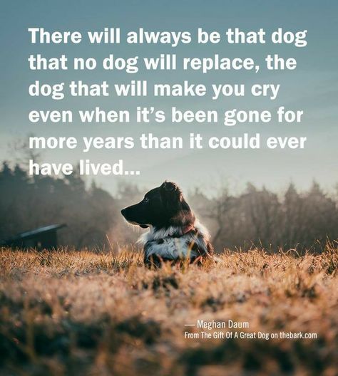 And if you're a real animal lover, there will be many creatures that will make you cry long after they're gone. My Dog Saved Me Quotes, Dog Best Friend Quotes, Miss My Dog, Dog Poems, Dog Quotes Love, Rat Terrier, Dog Best Friend, Loyal Dogs, Dog Rules