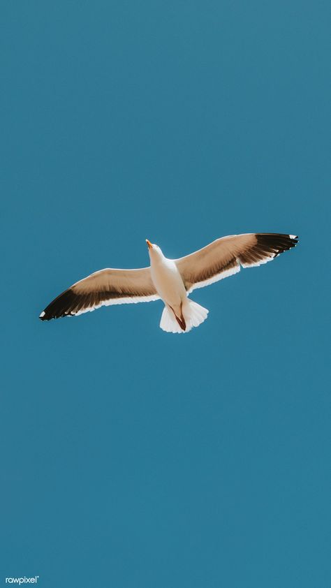 Flying seagull in a blue sky mobile phone wallpaper | free image by rawpixel.com / Teddy Rawpixel Albatross Wallpaper Aesthetic, Albatross Wallpaper, Fly Wallpaper, Flying Seagull, About Phone, Seagulls Flying, Mobile Phone Wallpaper, Vintage Parrot, Birds In The Sky