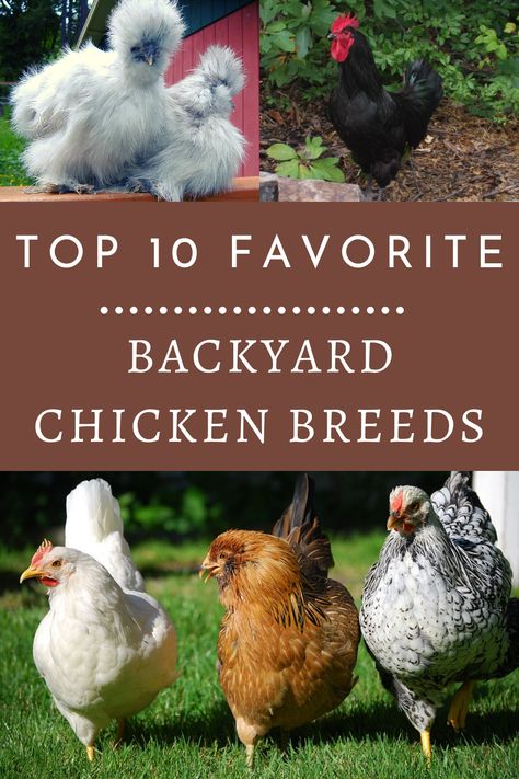 Best Rooster Breeds Backyard Chickens, Backyard Chicken Breeds, Best Backyard Chickens, Best Pet Chicken Breeds, Breed Of Chickens, Different Chicken Breeds, Best Chickens For Beginners, Best Backyard Chicken Breeds, Chicken Information