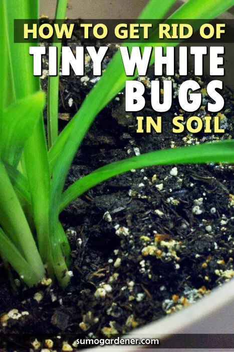 How to Get Rid of Tiny White Bugs in Soil Bugs In Plants How To Get Rid, How To Get Rid Of Plant Bugs, How To Get Rid Of Bugs In House Plant Soil, Plant Bugs How To Get Rid Of, How To Get Rid Of Bugs In House Plants, Soil Mites, White Bugs On Plants, How To Repel Flies, Lawn Flowers