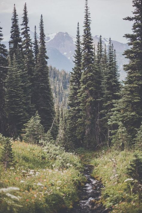 mountains and the trees Nature Photography Trees, Matka Natura, Theme Nature, Shooting Photo, Tree Forest, Alam Semula Jadi, Pretty Places, Landscape Photos, In The Woods