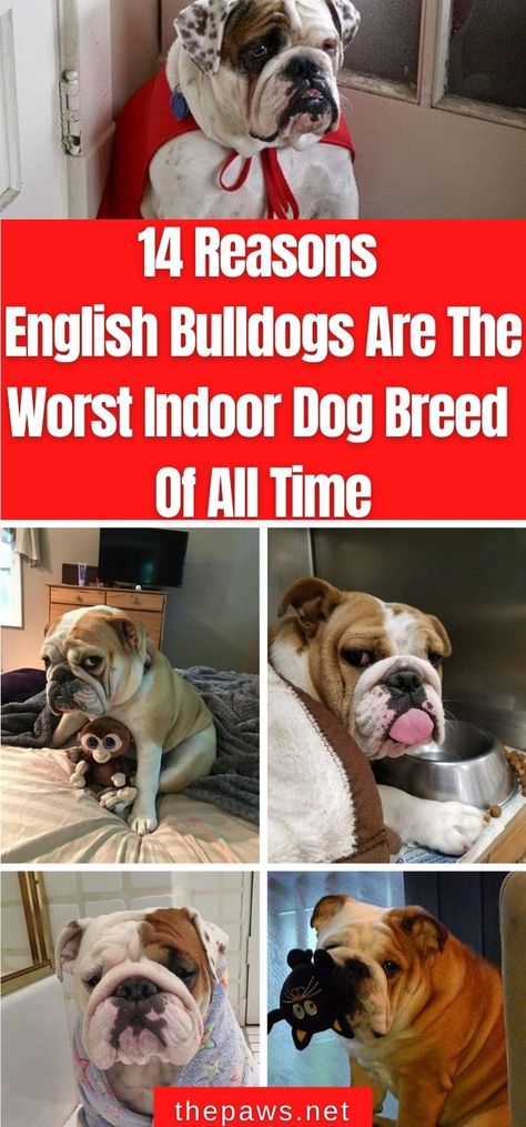 We think English Bulldogs may very well be on top of the worst indoor dog breed of all time. Here are 14 reasons why! English Bulldog Collar, Bulldog Quotes Funny, Bull Dogs English, English Bulldog Clothes, Bulldog Outfits, Olde English Bulldog Puppies, Brindle English Bulldog, Baby English Bulldogs, Mini English Bulldogs