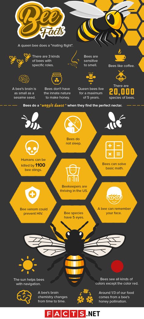 Bee Facts Infographics 4h Beekeeping Project, Honey Bee Infographic, Bee Lessons For Kids, Insect Infographic, Honey Infographic, Bees Infographic, Bee Illustration Graphic Design, What Can I Bee, Bee Infographic
