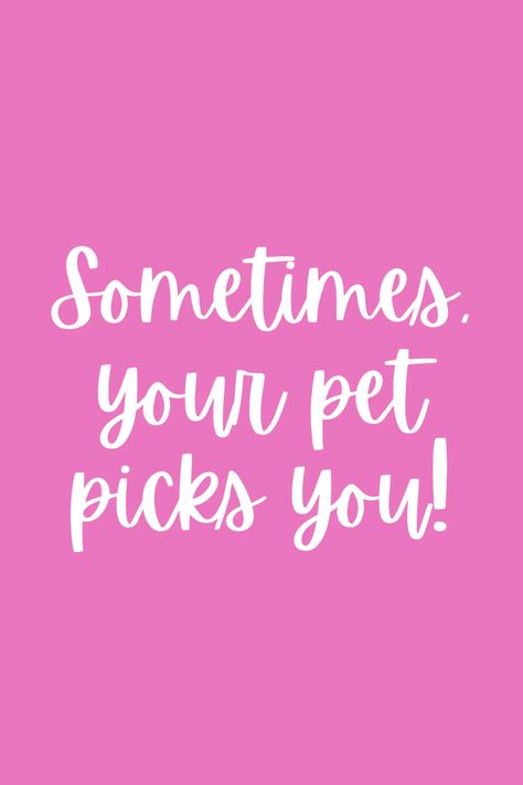 Cute Animal Love Quotes + Images - Darling Quote If Dogs Could Talk, Animal Love Quotes, Animal Lover Quotes, Soul Meaning, Make Me Happy Quotes, Darling Quotes, Love Quotes Images, Pet Quotes, Marley And Me