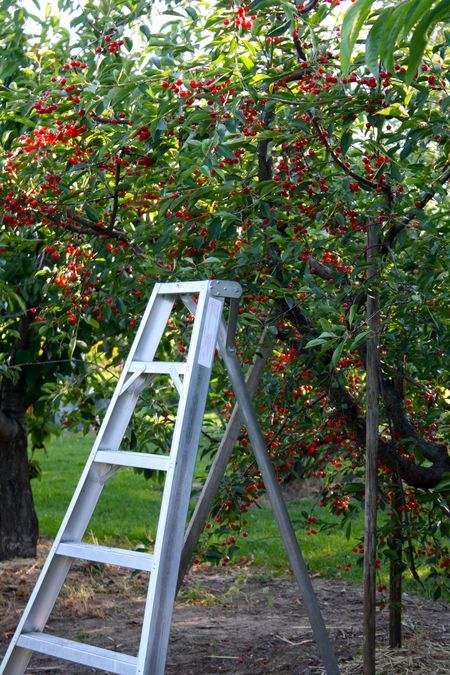 Cherry trees! Granny's farm had plump black cherry's as well as red. We were not supposed to climb the trees, but I am sad to report that there were times I did not obey very well ... those cherries were so tempting and delicious. Oh my! I'm ashamed, now that I think about it. Cherry Tree Backyard, Cherry Picking Aesthetic, Tom Lake, Picking Cherries, Chokecherry Tree, Black Cherry Tree, Cherry Plant, Cherry Farm, Cherry Orchard