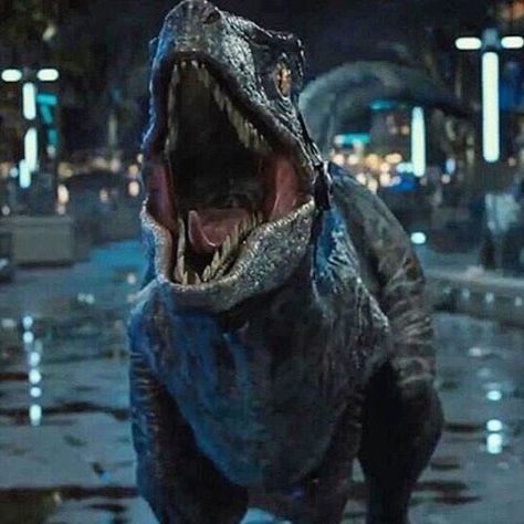 JurassicPark4.4 on Instagram: “#jurassicworld #velociraptor #raptor #blue” Blue Velociraptor, Jurassic Movies, Blue Jurassic World, Jurassic Park Film, Mouth Wash, Jurassic Park 1993, Dino Park, Jurassic Park Movie, Jurrasic Park