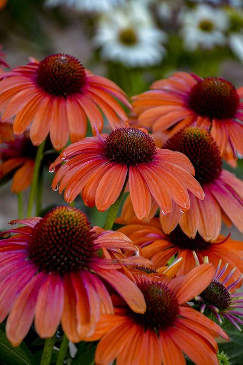 Orange Perennial Flowers, Cone Flowers Perennials, Orange Coneflower, Orange Flower Garden, Orange Landscape, Cone Flowers, Beautiful Yards, Watercolor Flower Art, Tangerine Orange