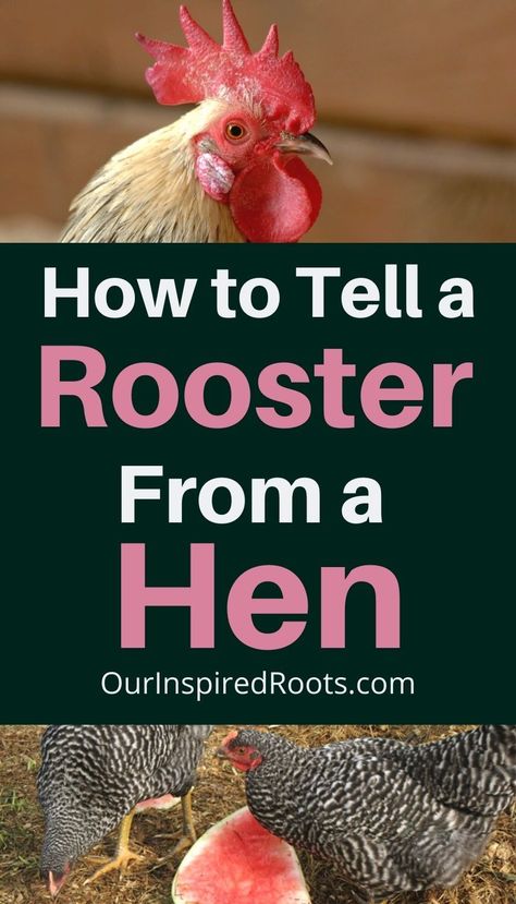 Want to know how to tell a rooster from a hen? There are some signs to look for pretty early on. Find out in this post how I knew we had roosters for sure. #chickens Rooster Or Hen How To Tell, Hen Or Rooster Chicks, Rhode Island Red Hen, Hen Coop, Chicken Pecking, Chicken Care, Rhode Island Red, Metal Rooster, One Month Old
