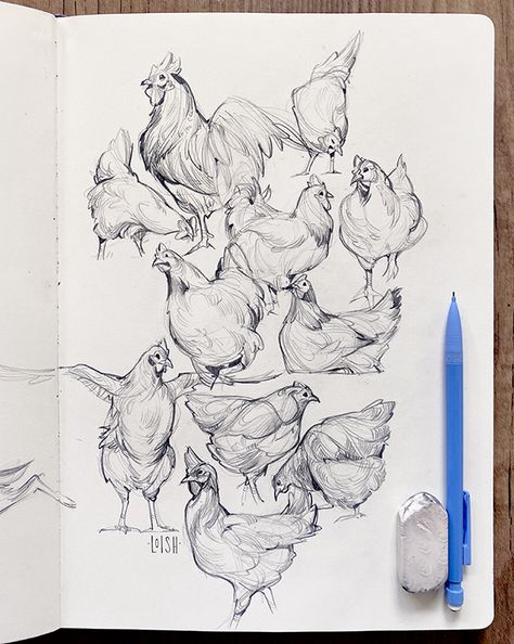 Loish Sketch Animals, Chicken Anatomy Drawing, Chicken Animal Drawing, Ink Drawing Animals, Sketch Book Animals, Chicken Sketch Drawings, Chickens Drawings, Animal Drawing Sketches, How To Draw A Chicken