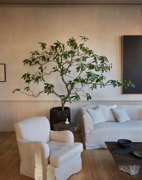Fresco, Indoor Tree Plants, Best Indoor Trees, Loft Style Apartment, Own Apartment, Tree Interior, Colin King, Tree Branch Decor, Daybed Design