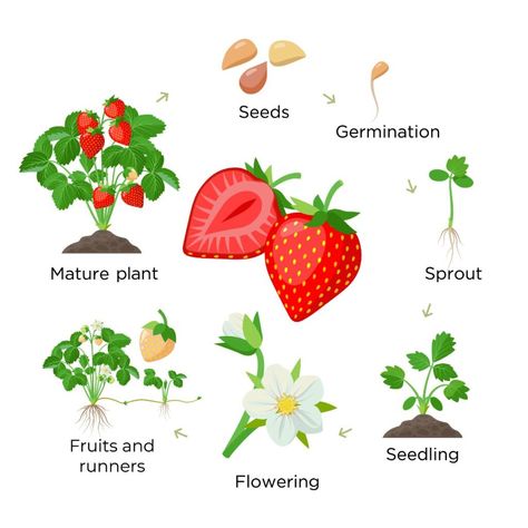 Maize Plant, Soybeans Plant, Types Of Strawberries, Strawberry Plant, Lifecycle Of A Frog, Planting Sunflowers, Frog Life, Cucumber Plant, Strawberry Seed