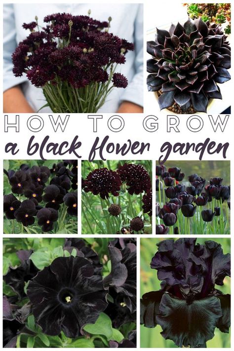 Black Garden Decor, Black Perennial Flowers, Black Flowers Garden, Goth Flower Garden, Black Flower Garden Ideas, Goth Garden Flowers, Black Plants Garden, Gothic Garden Ideas Backyards, Goth Garden Aesthetic