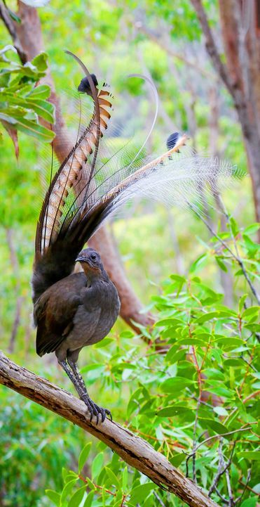 Tumblr, Bird Sounds, Dragon Bird, Australian Native Birds, Australian Native Animals, Singing Bird, David Attenborough, Tropical Animals, Australian Wildlife