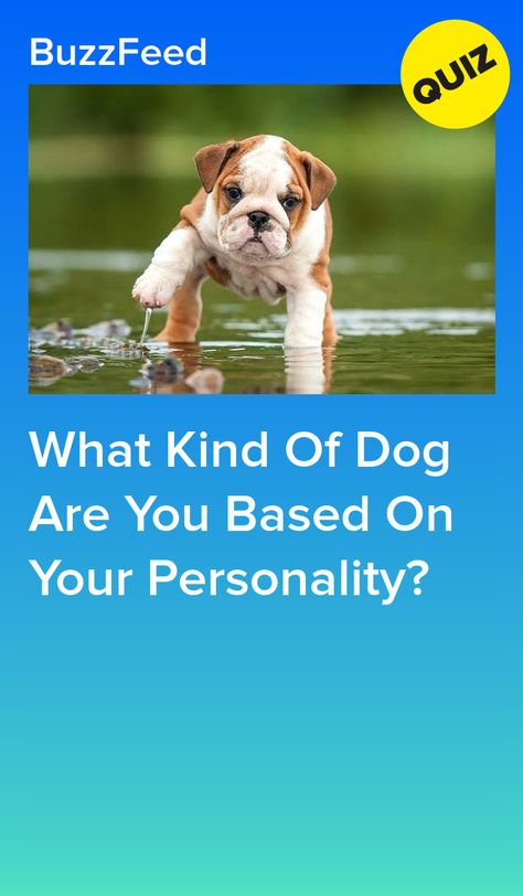 Dog Personality Types, Which Fluffy Cow Are You, What Kind Of, What Dog Should I Get Quiz, Which Animal Are You Quiz, What Cow Are You, Which Animal Are You, Bussfeed Quizzes, Personality Quizzes For Kids