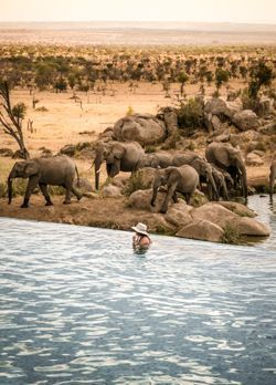 Pool with a view in the center of Serengeti National Park! Luxurious Honeymoon, Out Of Africa Style, African Beach, Africa Honeymoon, Serengeti Tanzania, Luxurious Resort, Children In Africa, Tanzania Safari, Kenya Safari