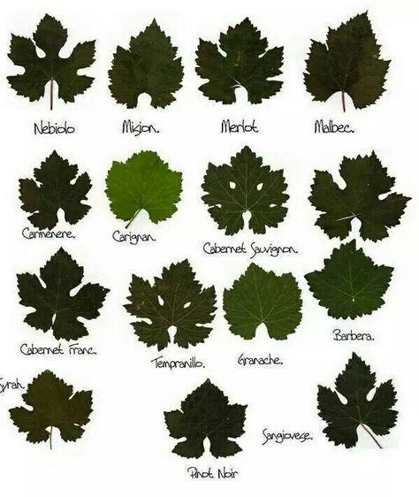 Grape leaves chart, cool Wine Infographic, Wine Leaves, Wine Vine, Grape Vineyard, Grape Plant, Wine Map, Wine Varietals, Wine Knowledge, Wine Education