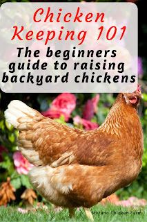 What To Feed Chickens, Raising Chicks, Chicken Keeping, Homestead Chickens, Chicken Life, Backyard Chicken Farming, Backyard Flocks, Raising Backyard Chickens, Chicken Garden