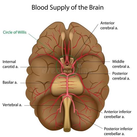 Circle Of Willis, Human Circulatory System, Vertebral Artery, Brain Surgeon, Arteries And Veins, Carotid Artery, Medical Photos, Nursing Books, Human Body Anatomy