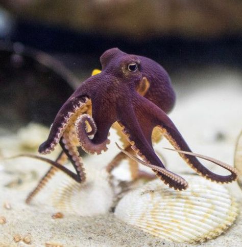 A coconut octopus 🌑Fosterginger.Pinterest.Com🌑More Pins Like This One At FOSTERGINGER @ PINTEREST 🌑No Pin Limits🌑��でこのようなピンがいっぱいになる🌑ピンの限界🌑 Aquarium Octopus, Pretty Octopus, Pet Octopus, Happy Octopus, Coconut Octopus, Tiny Octopus, Purple Octopus, Blue Octopus, Fauna Marina