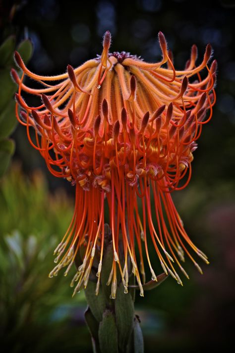 South African Flowers, Green Adventure, Dekorasi Bohemia, Cozy Garden, African Plants, Strange Flowers, Weird Plants, Plant Fungus, African Flowers