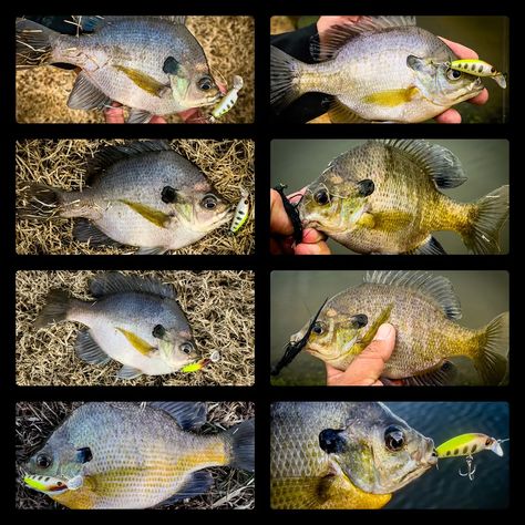 Best Baits for Bluegill Fishing - Wired2Fish Fish, Fishing, Bluegill Bait, Bluegill Fishing, Live Bait, Crappie Fishing, The Top