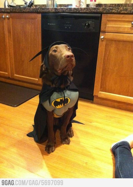 Move over Christian Bale Christian Bale, Tumblr, Chinook Dog, Batman Dog, Australian Kelpie Dog, Spitz Dogs, Batman Costume, Dog Halloween Costumes, Dog Costume