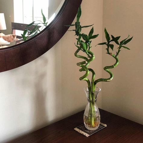 Bamboo Plant Decor Ideas, Bamboo In Vase Ideas, Bamboo Ideas Indoor, Small Bamboo Plant, Lucky Bamboo Aesthetic, Lucky Bamboo Plants Decor Ideas, Bamboo Plant Bathroom, Bamboo Plant Aesthetic, Lucky Bamboo Plants Decor