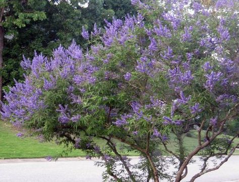 Chaste tree (Vitex agnus-castus) grows almost anywhere and comes with cooling blue or white flowers. Here's how to grow and care for this shrub. Vitex Tree, Pruning Trees, Vitex Agnus Castus, Agnus Castus, Chaste Tree, Knockout Roses, Patio Trees, Contemporary Garden Design, Heart Flowers