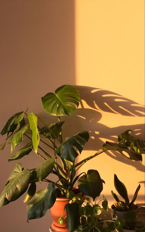 Nature, Plant Girl Aesthetic, Terra Cotta Plant, Plant Photography, Plant Aesthetic, Monstera Plant, Monstera Deliciosa, Ornamental Plants, Home Decor Office