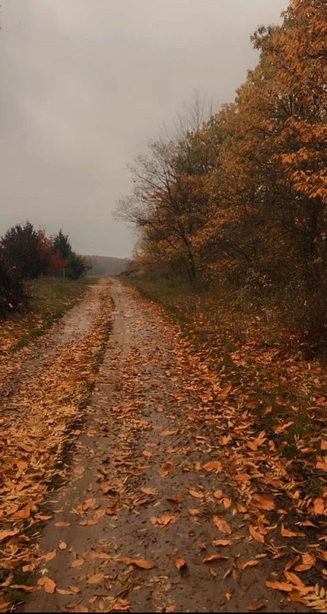 Pretty Fall Pictures Aesthetic, Northeast Fall Aesthetic, Rainy Day Forest Aesthetic, Fall In The Forest, Autumn Aesthetic 2023, Cute Wallpapers Fall Aesthetic, Aesthetic Pictures Autumn, Fall Country Aesthetic, Autumn Nature Aesthetic