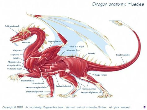 elements of a dragon Dragon Character Sheet, Dragon Anatomy, Dragon Sketch, Muscle Anatomy, Legendary Creature, Fantasy Dragon, Dragon Drawing, Book Dragon, Dragon Design