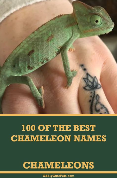 A list of 100 best chameleon names to choose from for your new pet chameleon. [Care Details] Chameleon Habitat Ideas, Veiled Chameleon Care, Veiled Chameleon Enclosure Ideas, Camilion Pets, Veiled Chameleon Enclosure, Chameleon Enclosure Ideas, Chameleon Cage Ideas, Chameleon Facts, Chameleon Terrarium