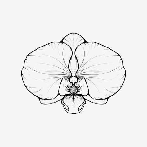 orchid,flower,moth orchid,tree,nature,lineart,outline,drawing,handdraw,flower drawing,butterfly orchid,black and white Black Orchid Drawing, Orkide Flower Drawing, Orchid Tattoo Drawing, Butterfly Orchid Tattoo, Orchid Outline Tattoo, How To Draw An Orchid, How To Draw Orchids, Orchid Drawing Sketches, Orchid Drawing Tattoo