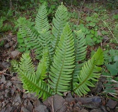 Sword Fern Plant Care: How To Grow Sword Ferns - While they are most commonly found growing in moist, wooded areas, sword ferns are quickly becoming popular in the home garden as well. These interesting plants are easy to grow with sword fern care being just as simple. Garden Care, Evergreen Ferns, Ferns Care, Shade Loving Perennials, Ferns Garden, Fern Plant, Gardening 101, Woodland Garden, Shade Plants