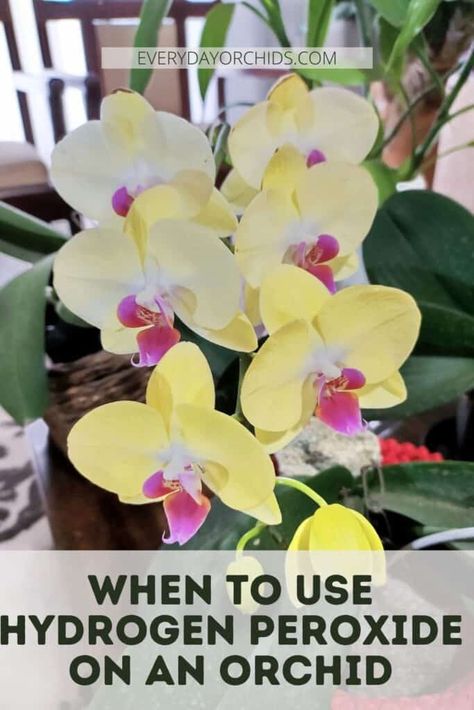 How To Care For Orchids Indoors, Hydrogen Peroxide For Plants, Hydrangea Fertilizer, Orchid Ideas, Indoor Cactus Plants, Orchids Care, Gardening Products, Repotting Orchids, Indoor Orchids