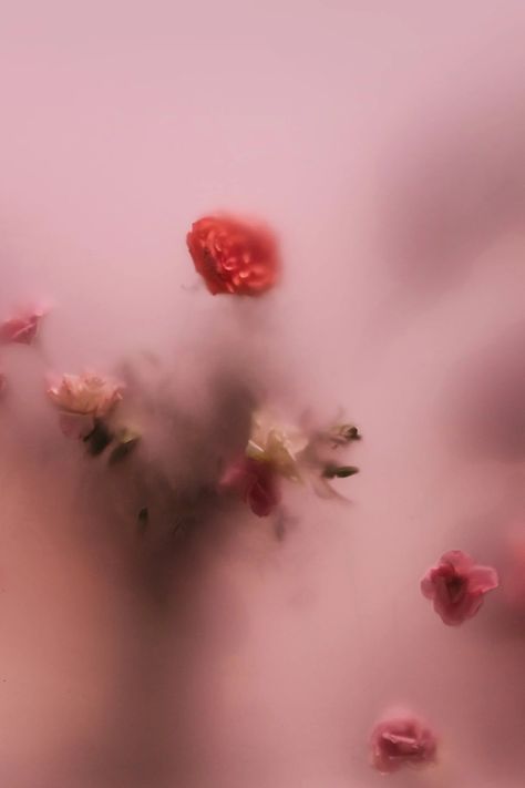 Pastel, Pai, Blur Photography, Flower Perfume, White And Pink Roses, Geometric Pattern Art, Rose Images, Photographs Ideas, Plant Photography