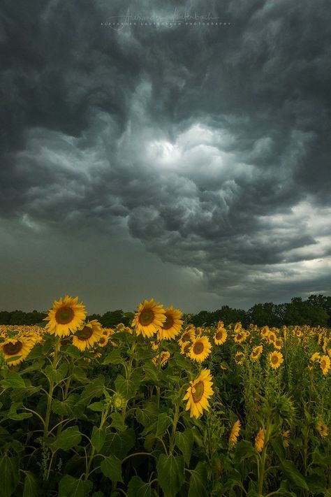 Hapkido, Storm Photography, Natur Wallpaper, Storm Pictures, Storm Wallpaper, Kartu Doa, Stormy Sky, Belle Nature, Dark Clouds