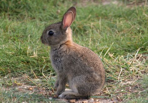 Bunnies Pictures, 1 Hour Later, Drawing Rabbit, Cottontail Rabbit, Rabbit Artwork, Art Rabbit, Rabbit Wallpaper, Rabbit Drawing, Cute Bunny Pictures