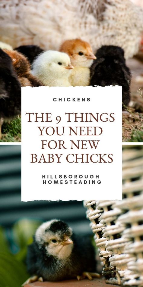 Homesteading Chickens, Raising Turkeys, Day Old Chicks, Raising Chicks, Homestead Chickens, Homestead Farm, Animal Husbandry, Raising Backyard Chickens, Baby Chickens