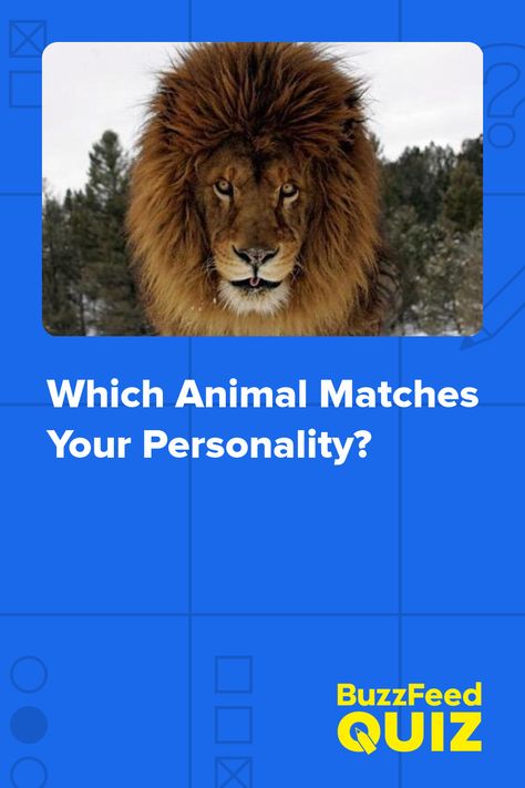 Which Animal Matches Your Personality? Animal Personality Types, Animal Face Type, Cheshire Cat Disney, Goblin Shark, Animal Intelligence, Wolf Eyes, Creative Commons Images, Wolf Quotes, Magical Life