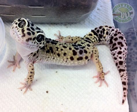 Pɪитєяєsт: ʗιɴɗɛяɞɛʟʟα Lepord Gecko, Leopard Gecko Cute, Leopard Gecko Habitat, Leopard Gecko Care, Leopard Gecko Morphs, Gecko Habitat, Gecko Terrarium, Cute Gecko, Cute Lizard