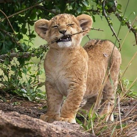 Strong Teeth, Cute Lion, Baby Lion, Pretty Animals, Cute Wild Animals, A Lion, Wildlife Animals, Sweet Animals