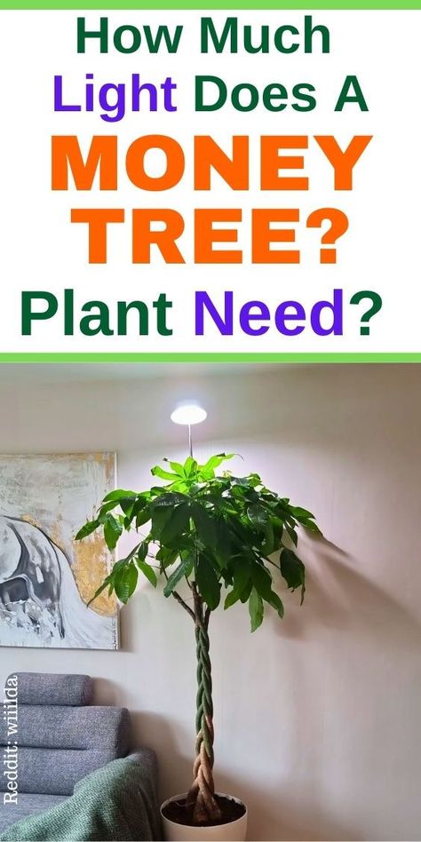 "Money tree, indoor plants, houseplants, plant care, low light plants, 
window placement, plant lighting, indoor gardening, plant growth, natural 
light, plant maintenance, sunlight exposure, indoor plant care, light 
requirements, plant placement, gardening tips." How To Care For A Money Tree Plant, Money Tree Plant Care, Pachira Money Tree, Learn About Money, Money Tree Plant, Pachira Aquatica, Plants Care, Lucky Plant, Chinese Money Plant