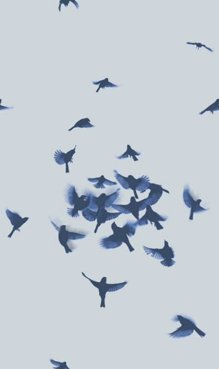 Birds in flight Ravenclaw Aesthetic, Over The Garden Wall, Dragon Age Inquisition, Alam Semula Jadi, Birds Flying, Dragon Age, Ravenclaw, Blue Aesthetic, White Photography