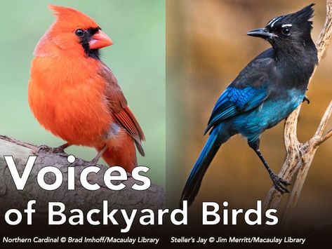 Identify Bird Calls, Backyard Birds Watching, Bird Sounds, Bird Identification, Bird Calls, What Is A Bird, Northern Cardinal, Bird Gif, Different Birds