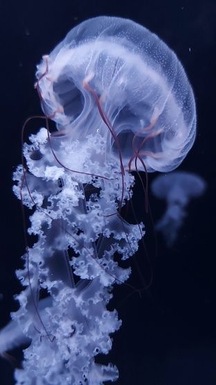 Real Jellyfish Wallpaper, White Jellyfish Aesthetic, Real Jellyfish Photography, Jellyfish Reference Photo, Jellyfish Astetic, Nomura's Jellyfish, Bioluminescence Jellyfish, Jellyfish Person, Jellyfish Homescreen